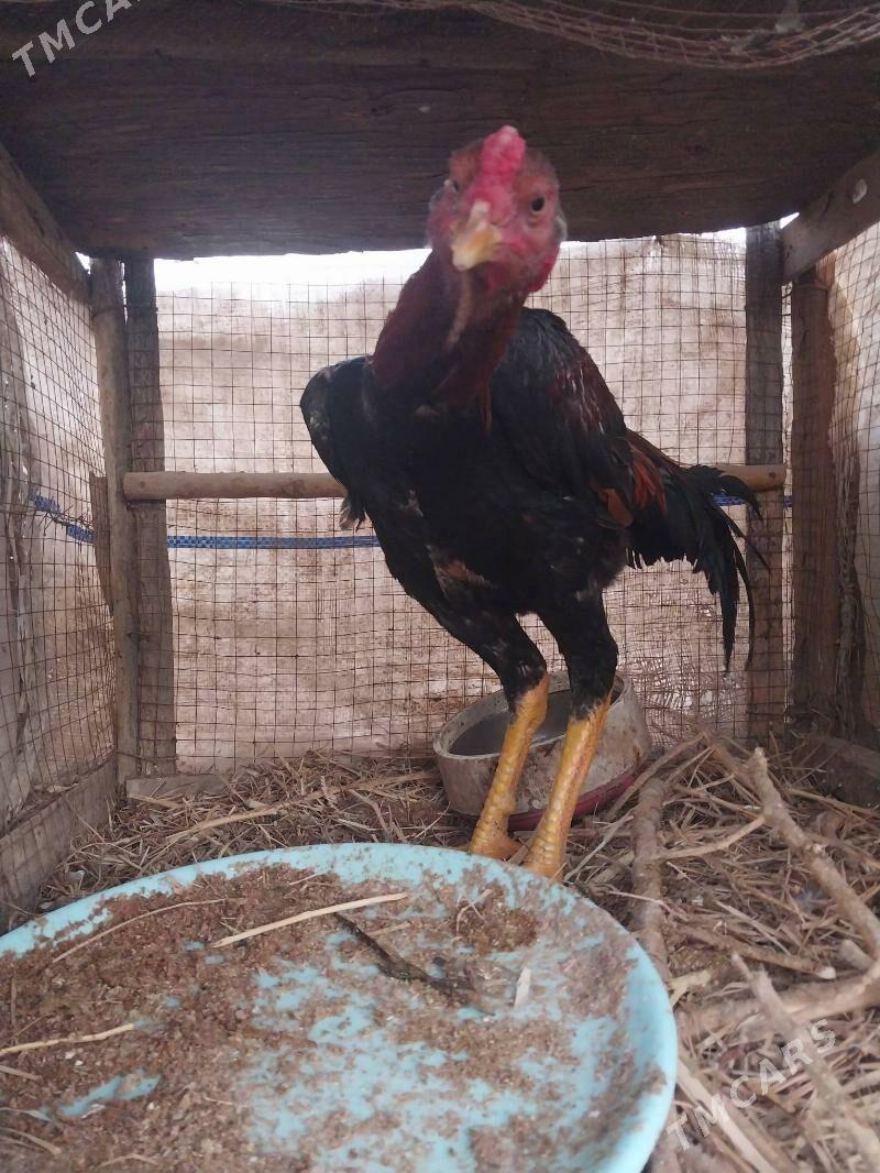 Baysok - Чарджоу - img 1