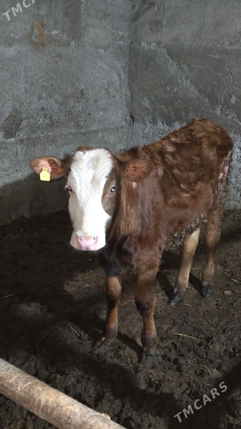 okuz - Bagyr - img 1