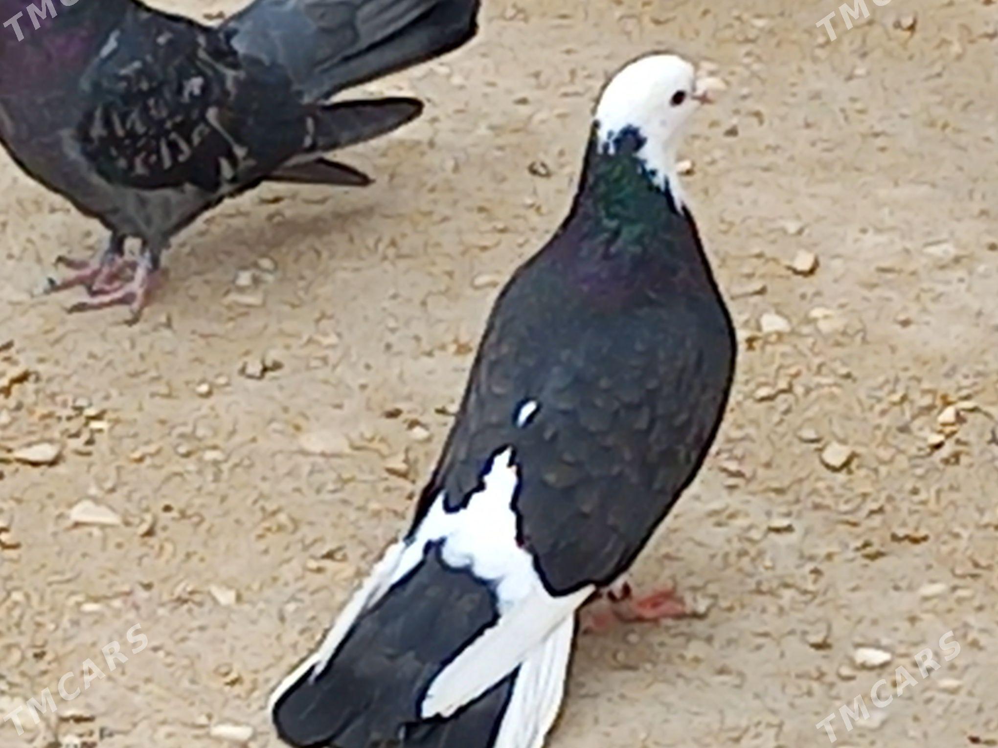 kepderi - Гумдаг - img 1