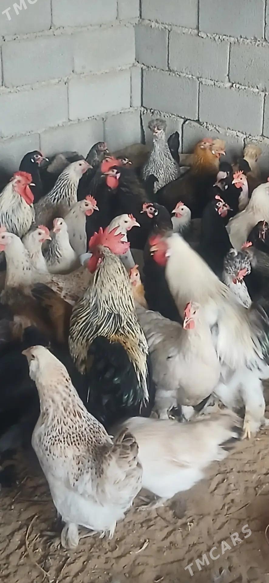 Towuk - Ак-Бугдайский этрап - img 1