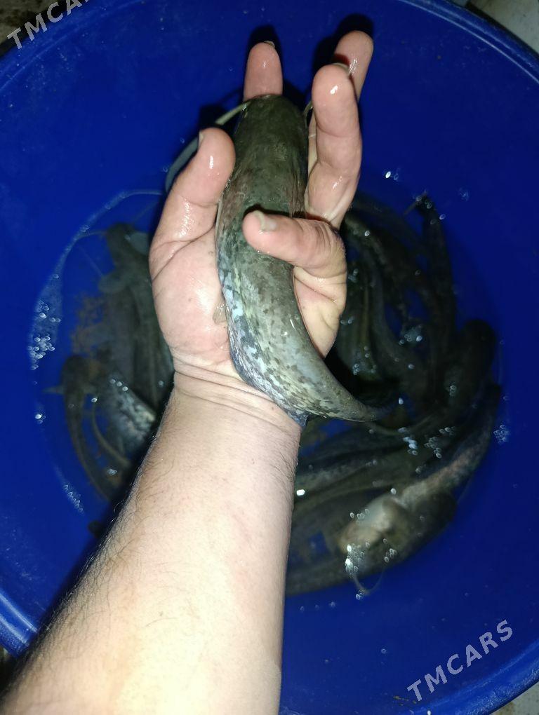 balyk malýok - Ýaşlyk - img 1