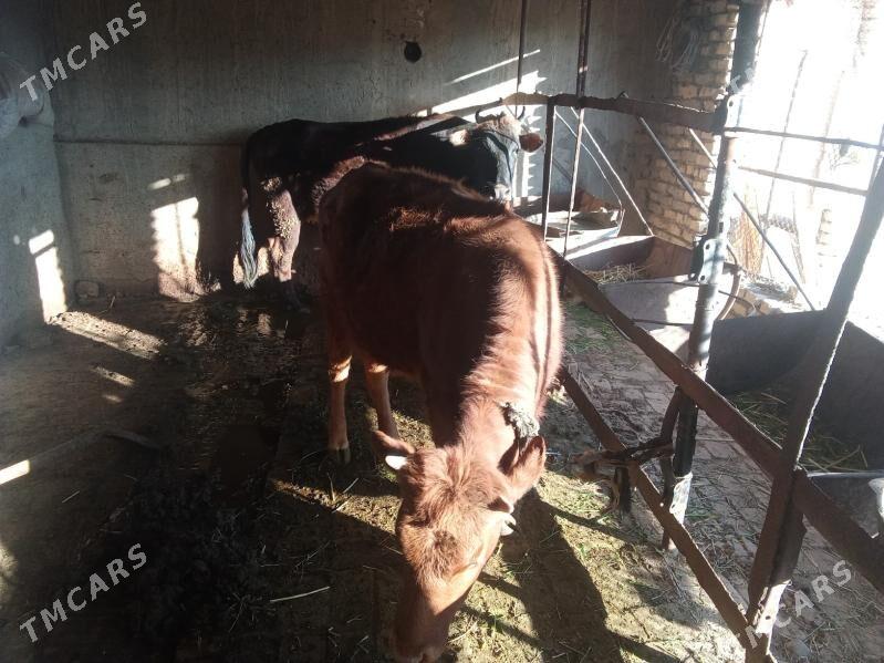 Bakylan sygyr - Мары - img 1