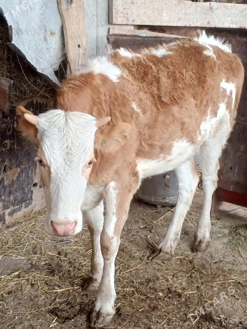 gaçar - Bereket - img 1