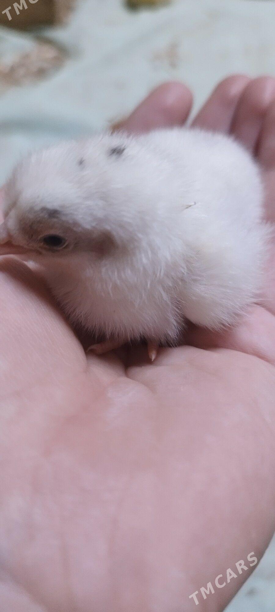 Jujeler - Дашогуз - img 1