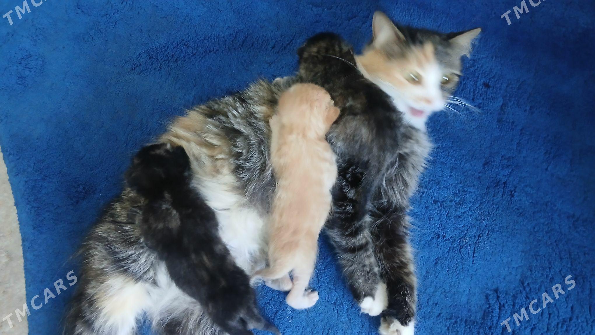 Pisik - Бузмеин ГРЭС - img 1