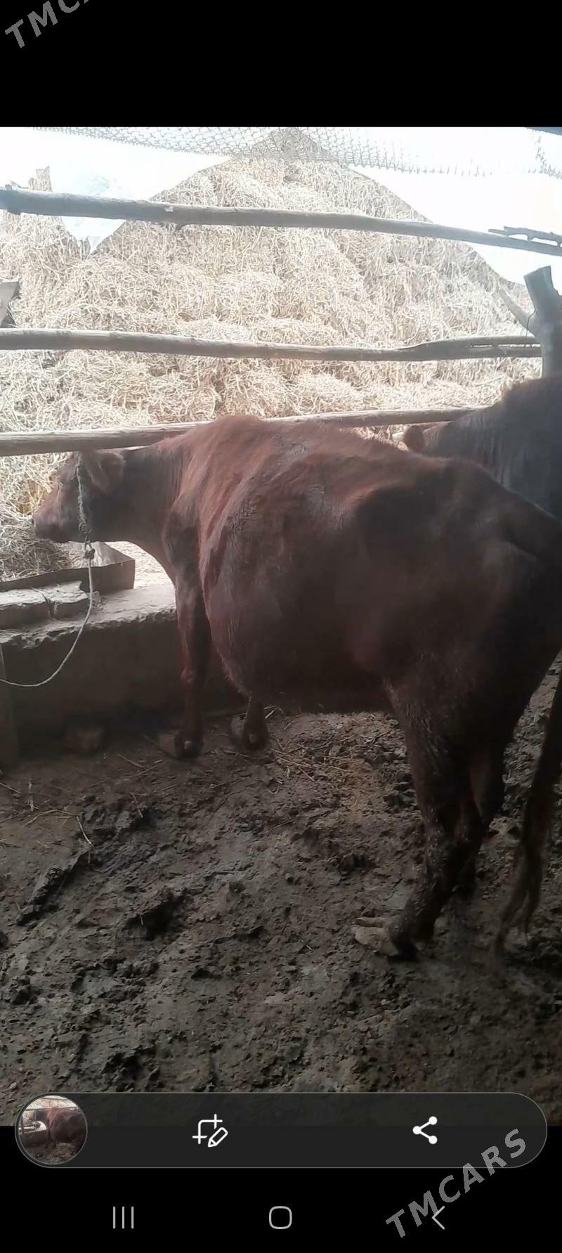 yetik bogaz sygyr - Saýat - img 1