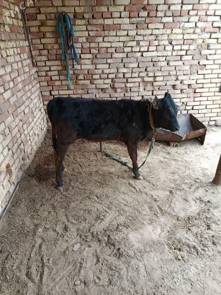 Göleli Sygyr - Сакарчага - img 1