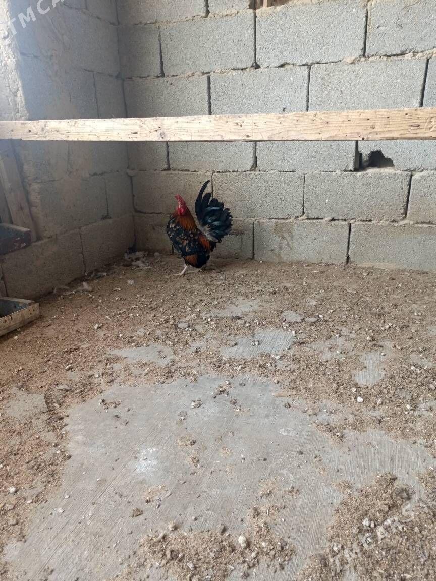 karlik horaz - Gurtly - img 1