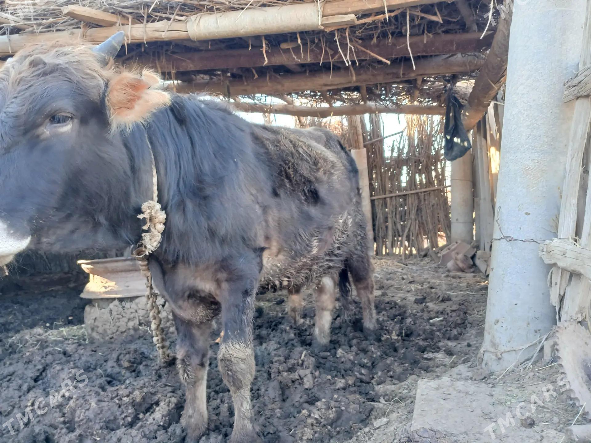 okuz - Babadaýhan - img 1