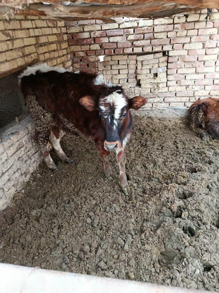 Gulajyn göleler - Мары - img 1