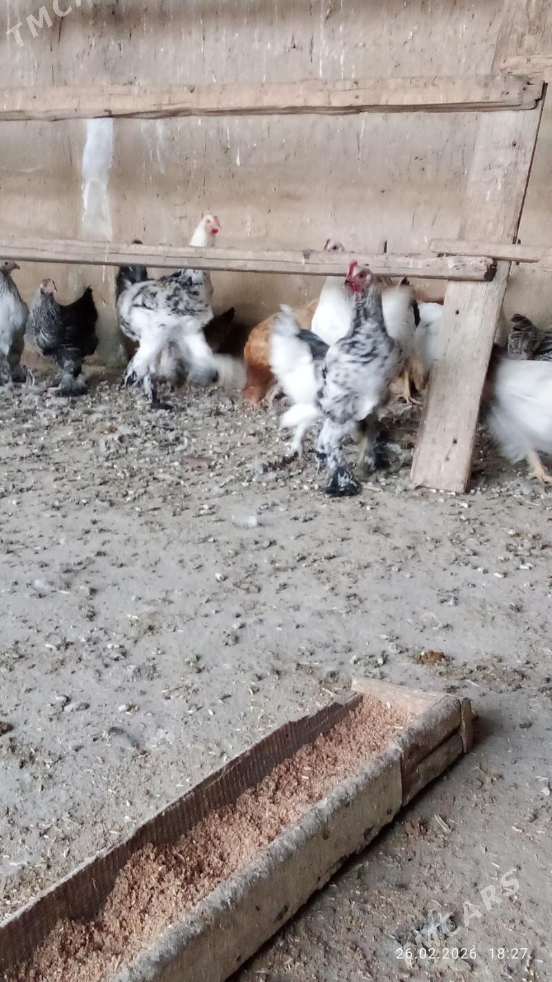 Balgar jüje - Кипджак - img 1