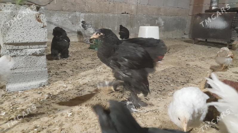 brama - Гёкдепе - img 1