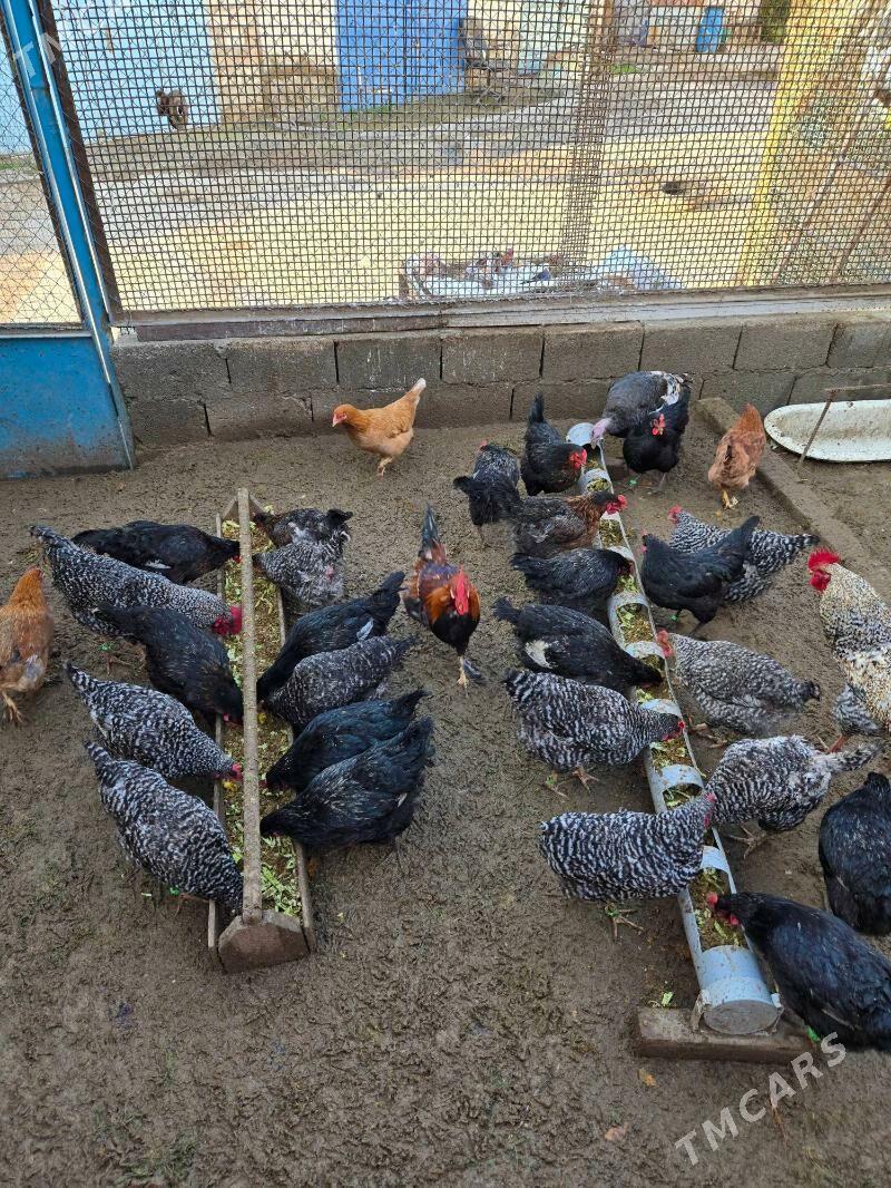 towuk ataks poroda - Türkmenbaşy - img 1