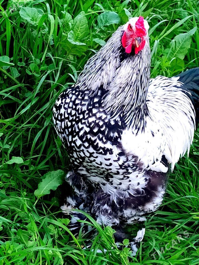 brama silwer yumurtgasy bar - Kerki - img 1