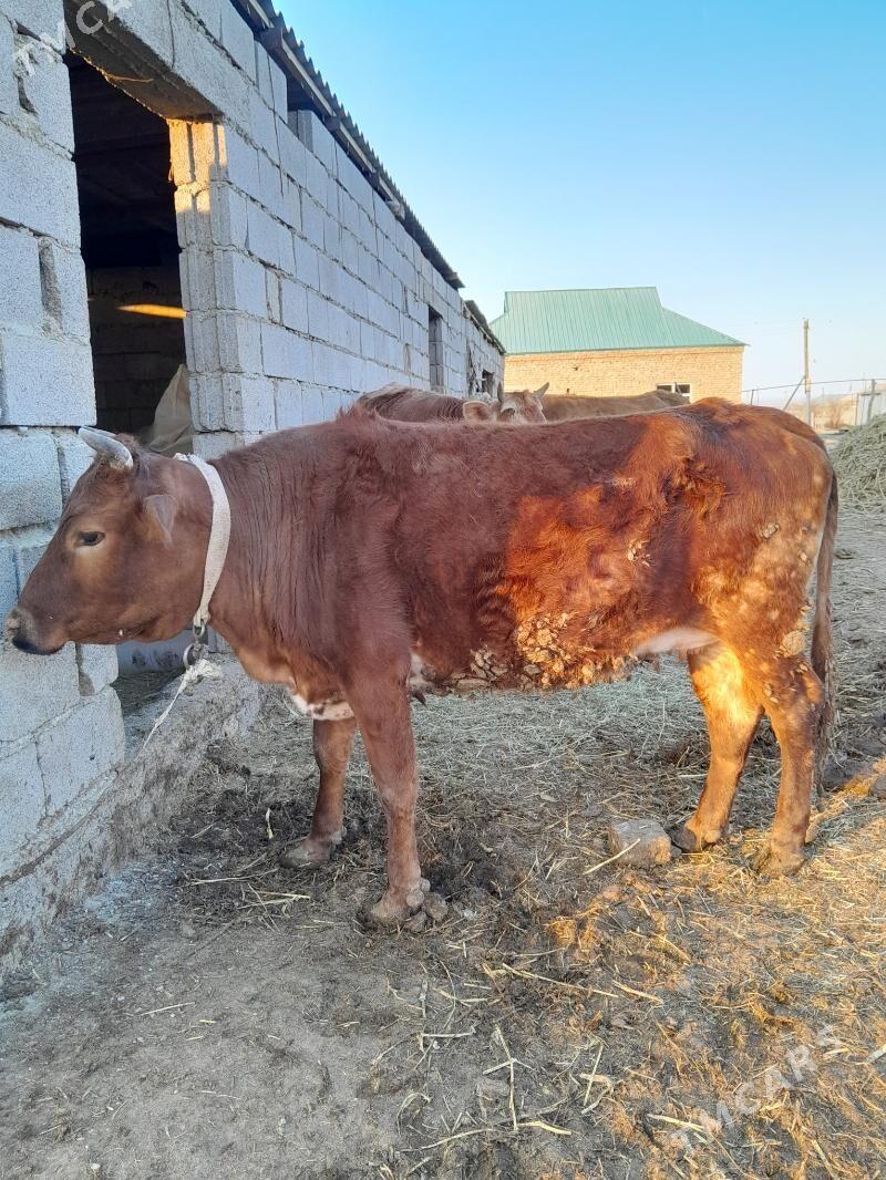 tuwe - Бахарден - img 1