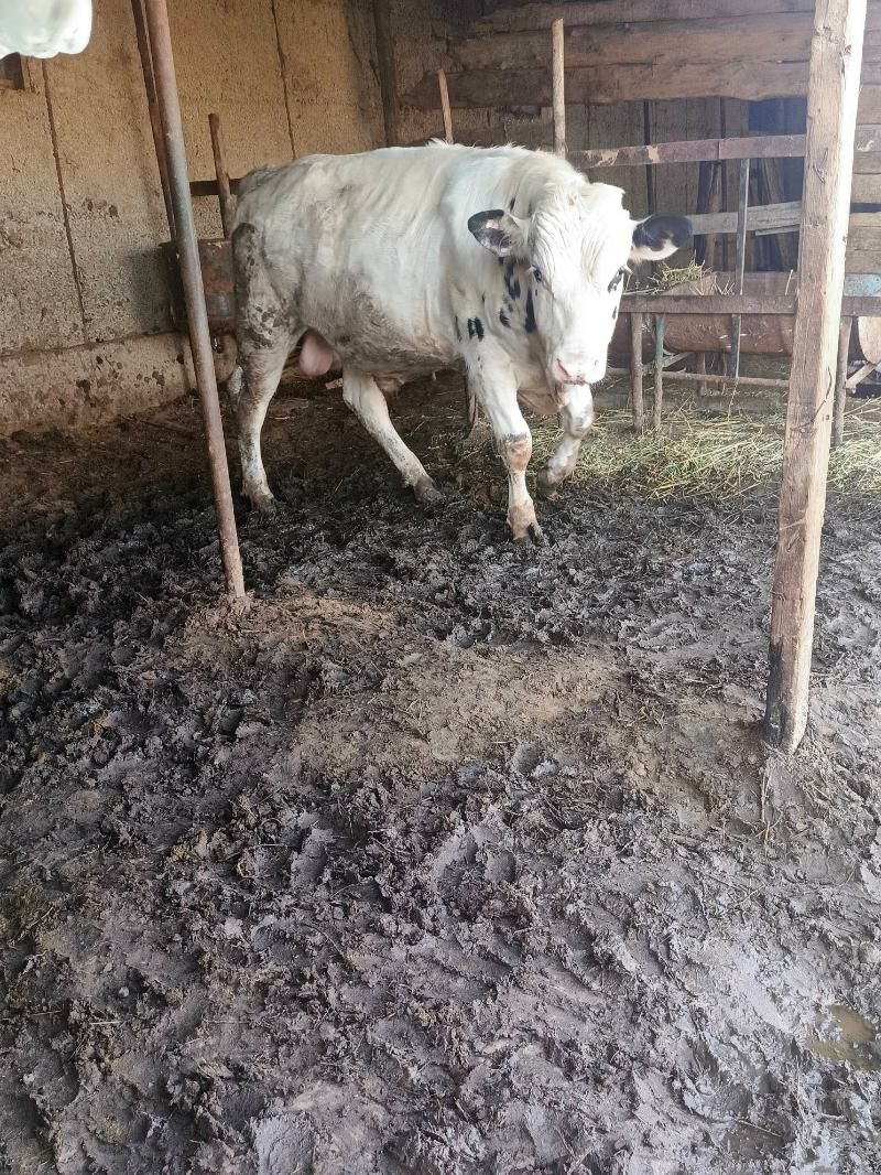 Öküzler - Herrikgala - img 1