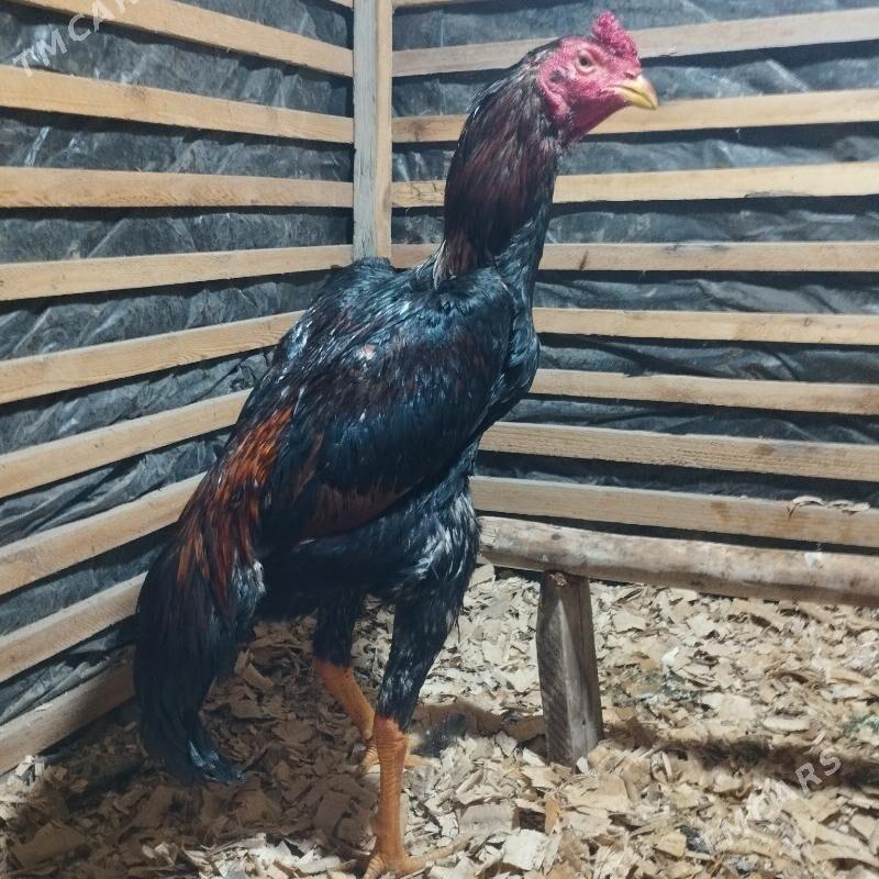 Dekan - Akdepe - img 1