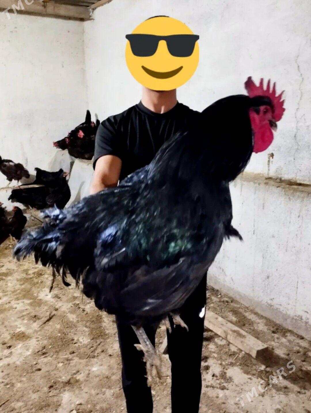 Arginal Jersey gigant - Gökdepe - img 1