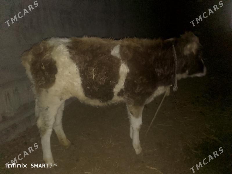 Tuwe - Büzmeýin - img 1