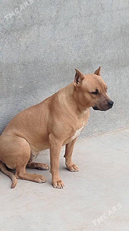 pit bull - Туркменабат - img 1