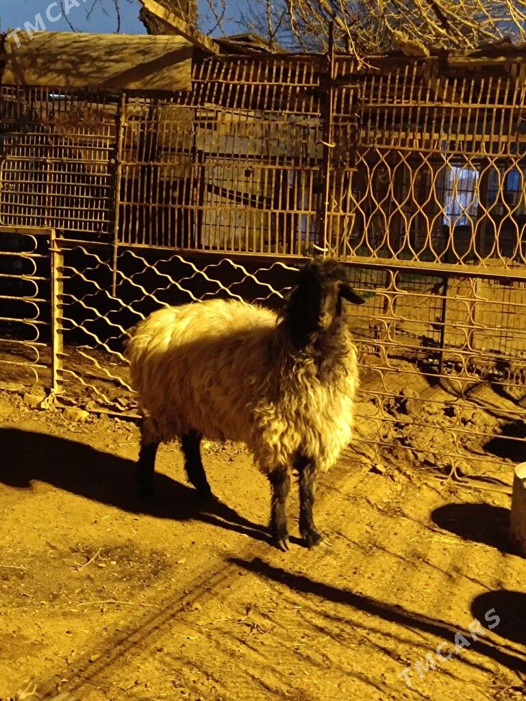 Goyun - Ашхабад - img 1