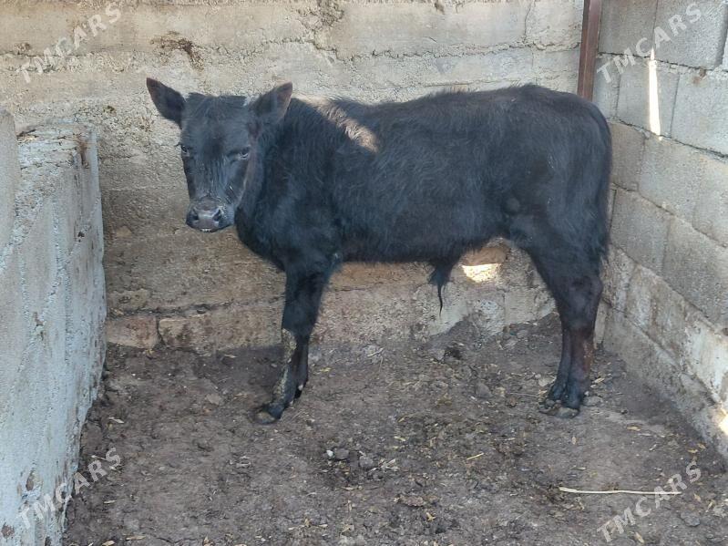 okuz - Aşgabat - img 1