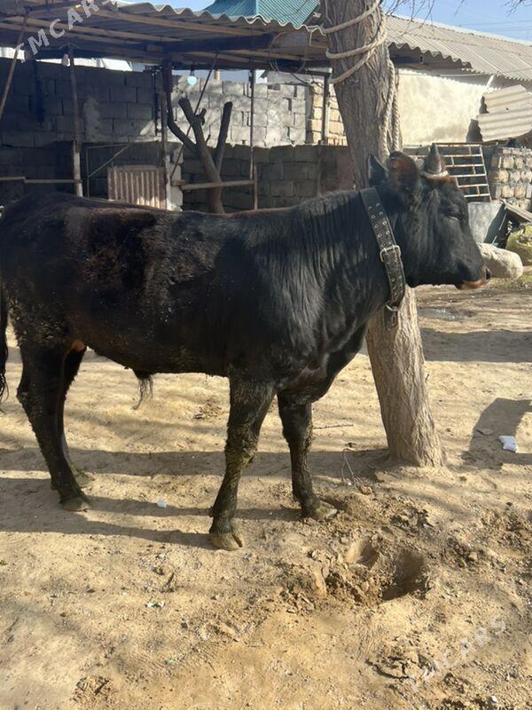 öküz - Änew - img 1