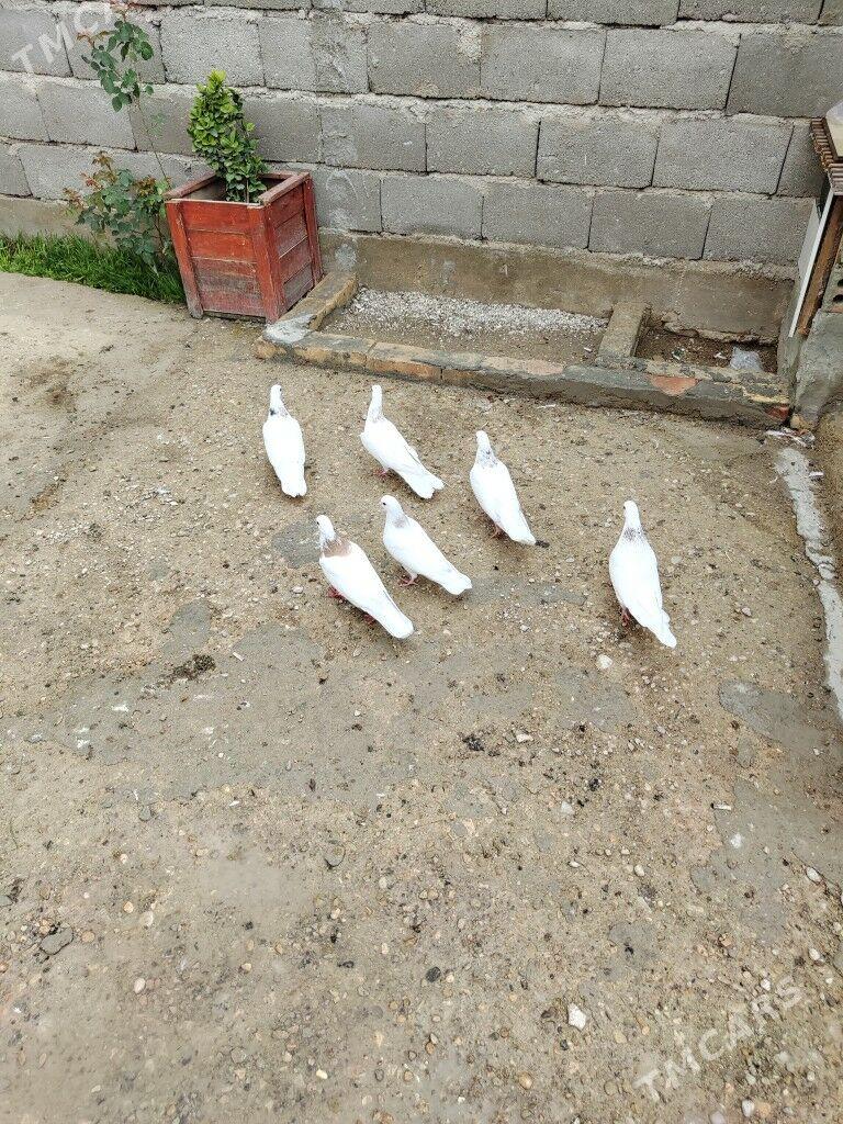 kepderi - Balkanabat - img 1