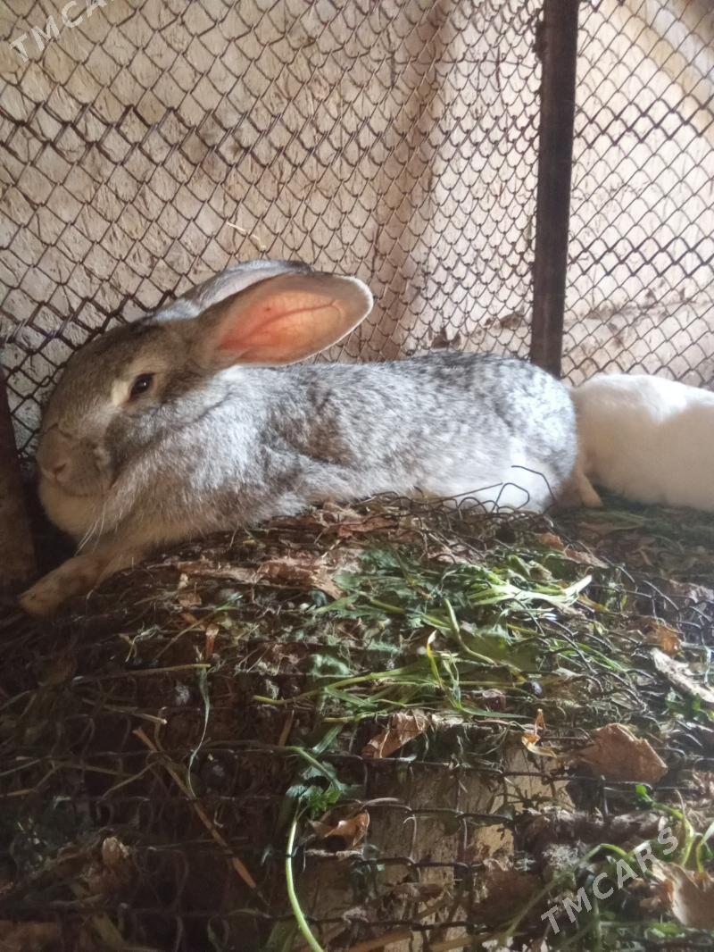 Ýaş Towsanlar - Baýramaly - img 1