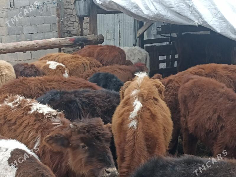 öküzçe tüwe öküz göle - Aşgabat - img 1