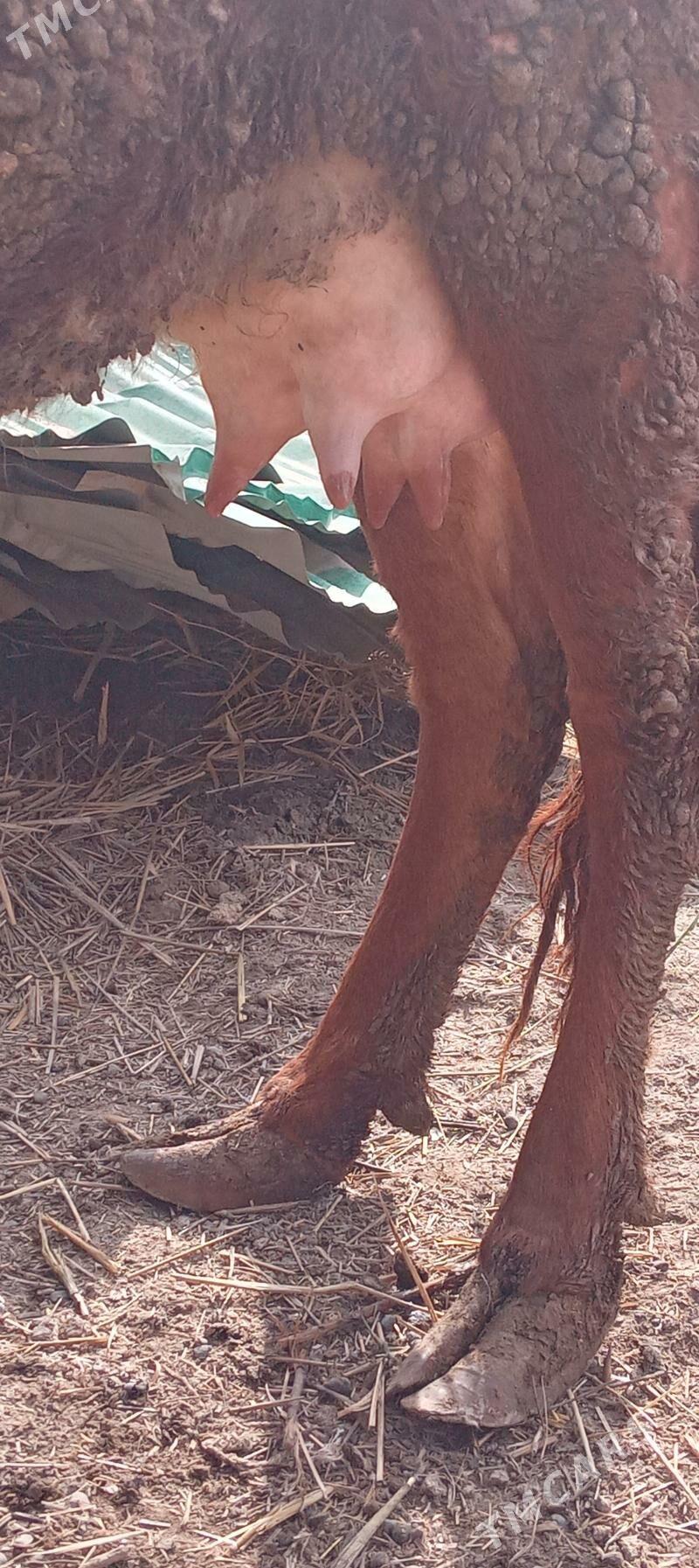 инакли ходжак - Туркменабат - img 1