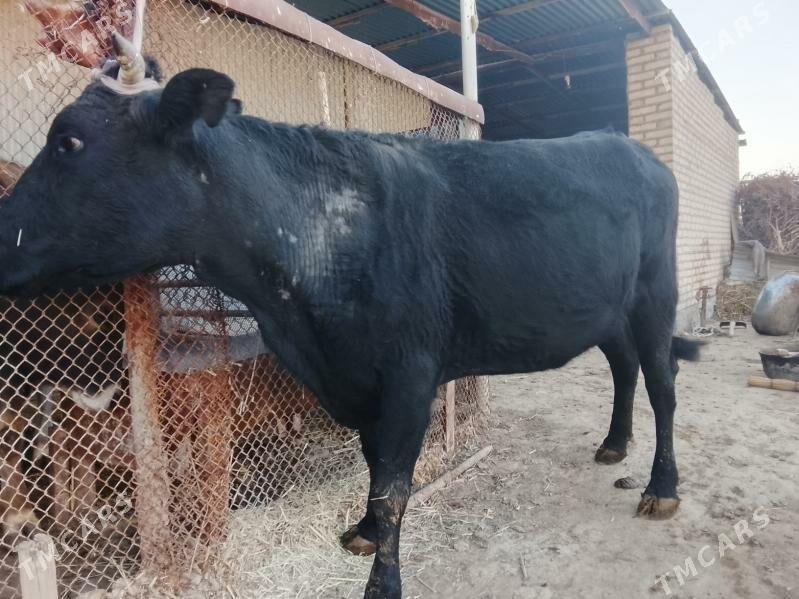 Göleli sygyr - Векильбазар - img 1