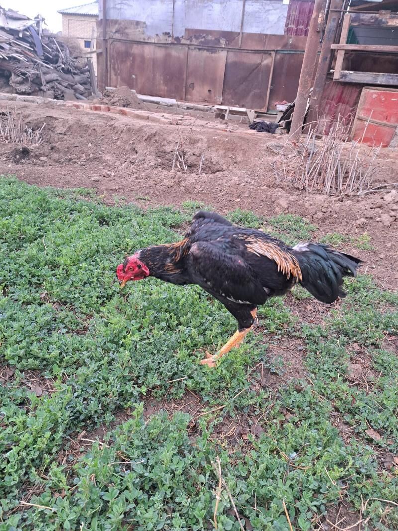 horaz - Мары - img 1