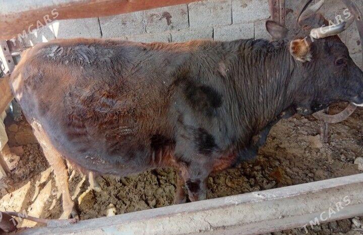 bakylan sygyr - Mary - img 1