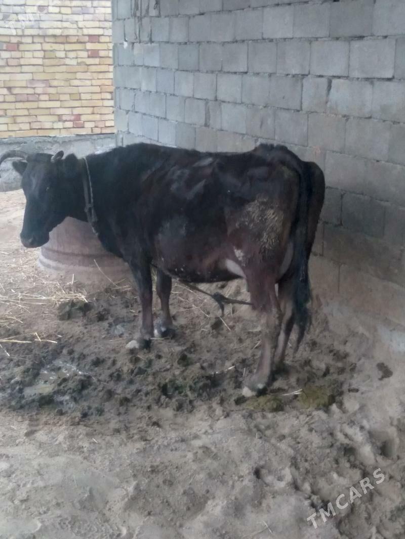 Sygyr Göleli - Gökdepe - img 1