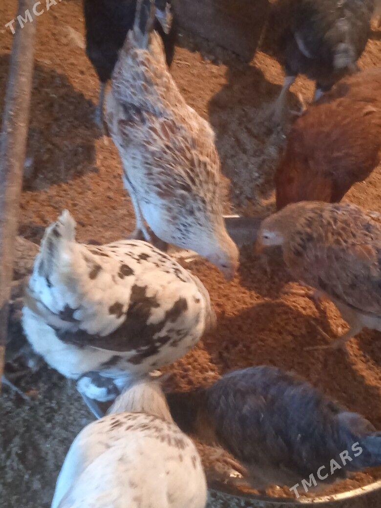 juje - Çärjew - img 1