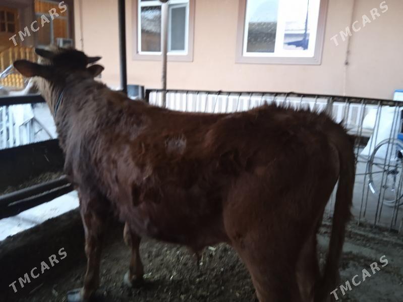 2 sany öküz - Туркменабат - img 1