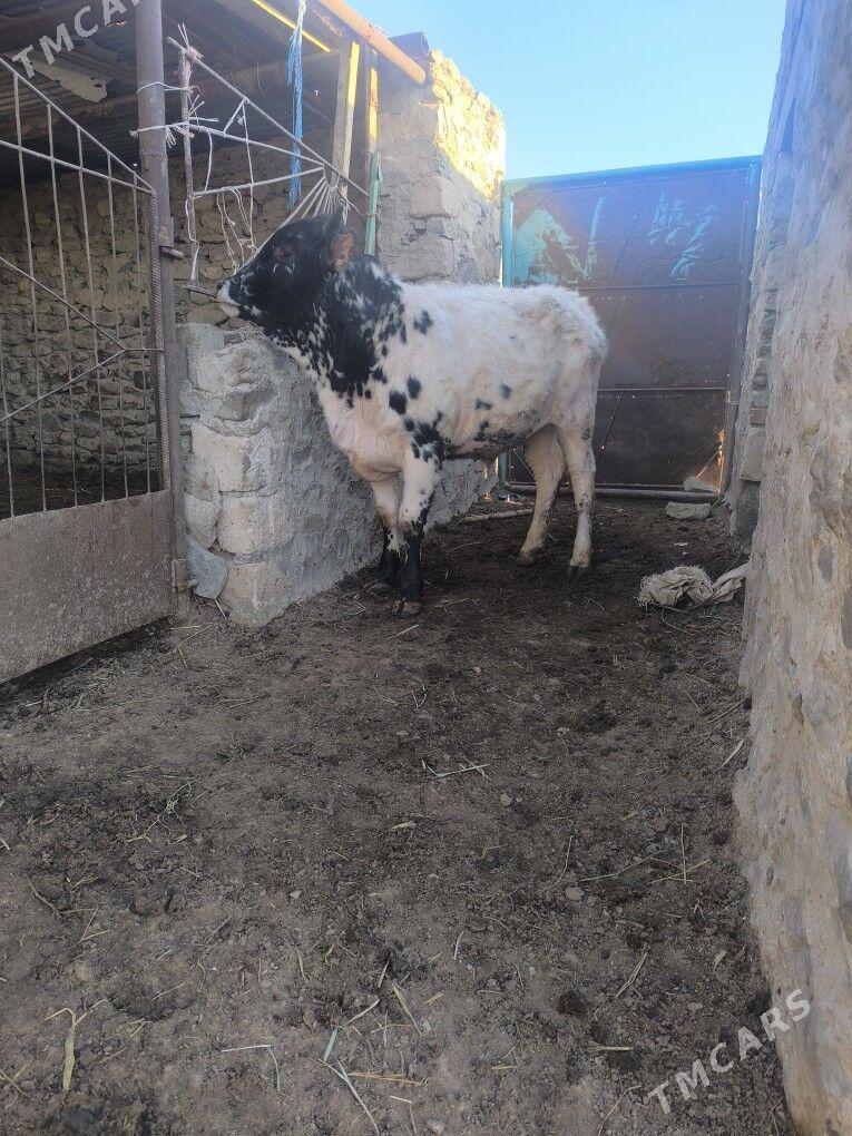 okiz - Bereket - img 1