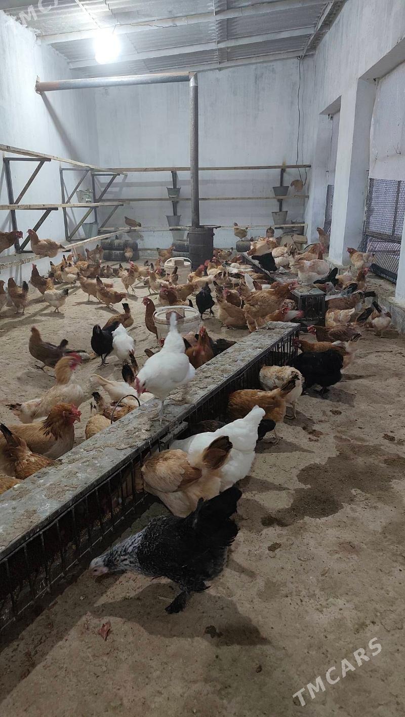 ýaş towuk - Babadaýhan - img 1