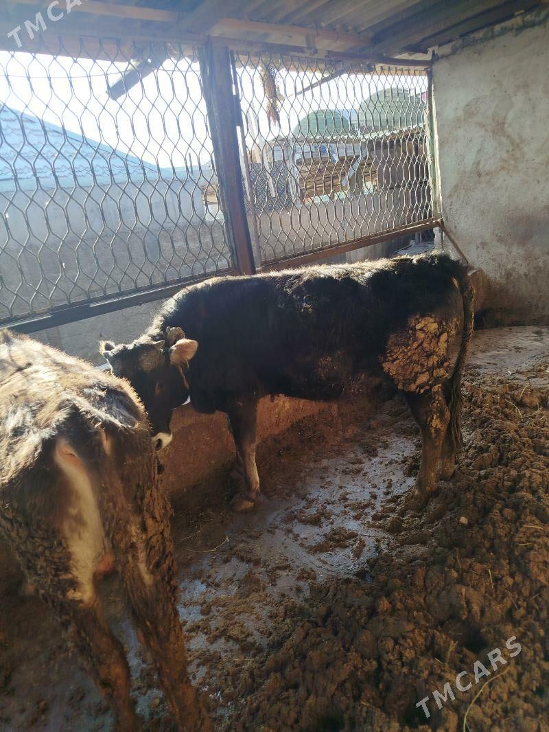 okuz 2sany Siwes - Гёкдже - img 1