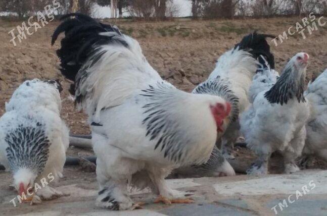 Brama jùje - Parahat 2 - img 1