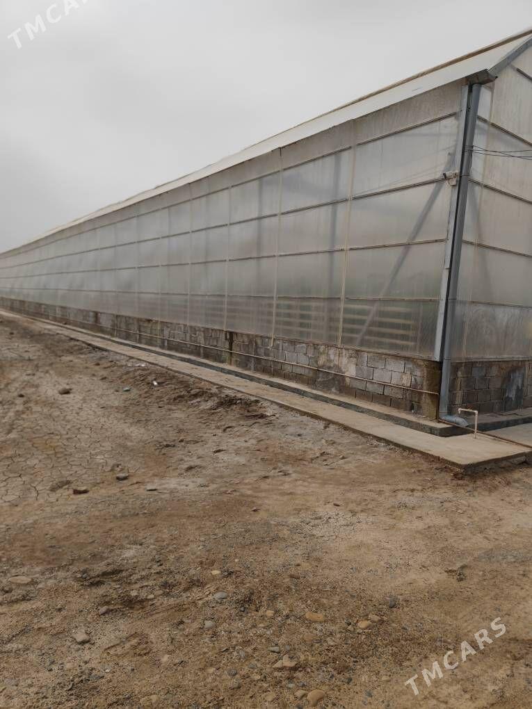 Şatlyk teplisa 5 gektar - Aşgabat - img 1