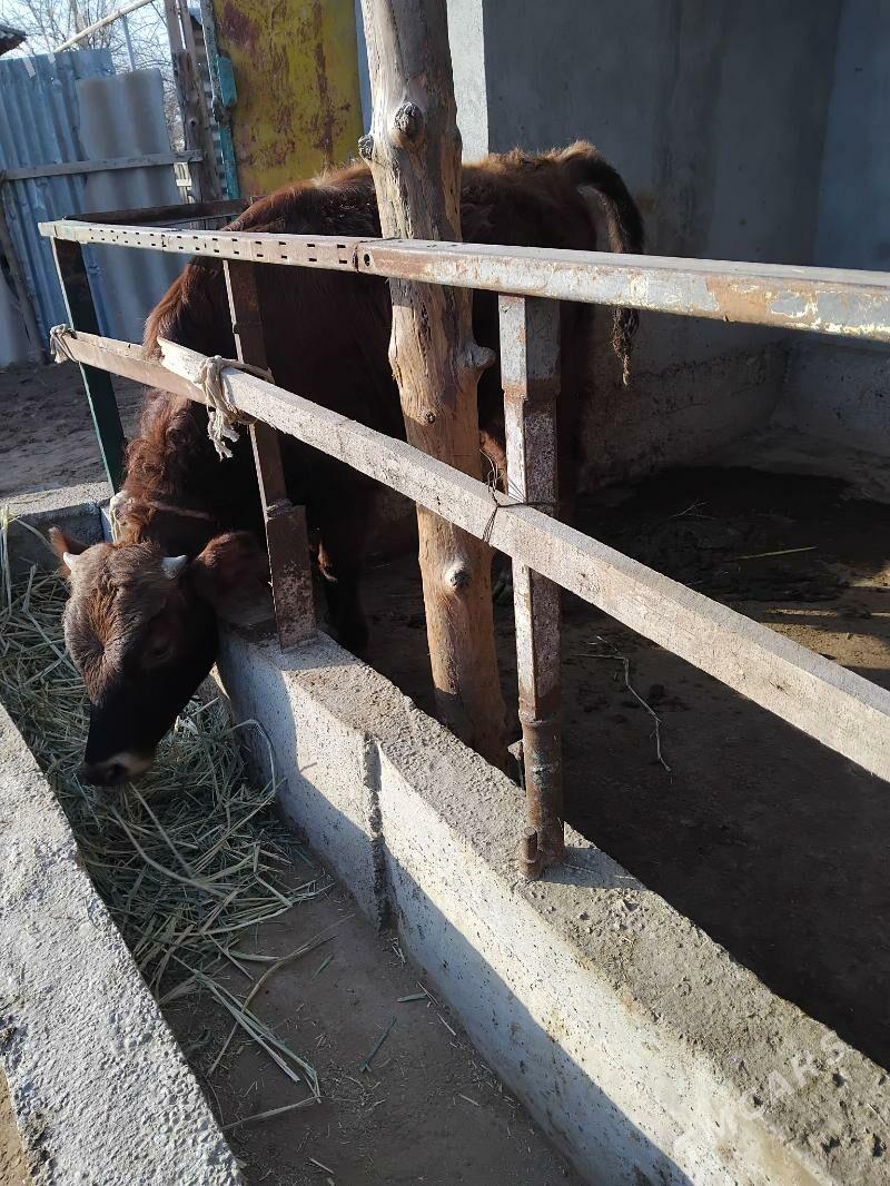 okuzler 2 - Babadaýhan - img 1