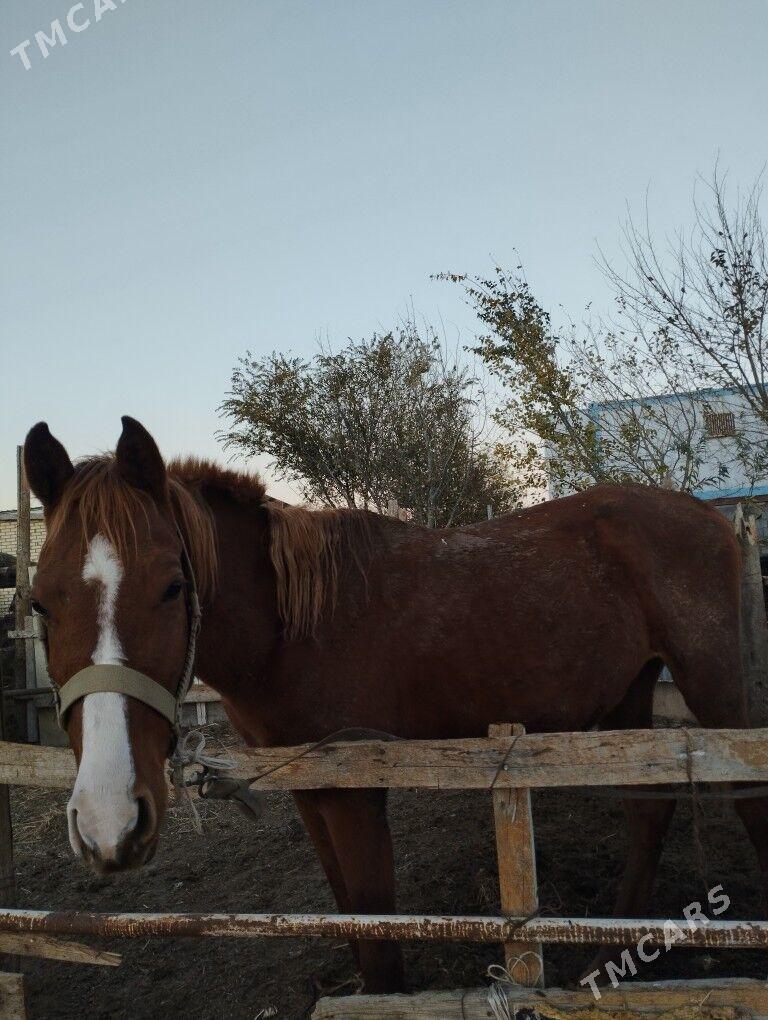 Satlyk at. - Ak bugdaý etraby - img 1