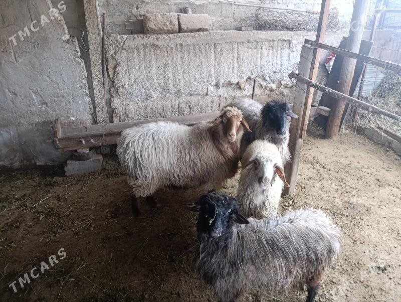 Goyyn tokly - Bagyr - img 1