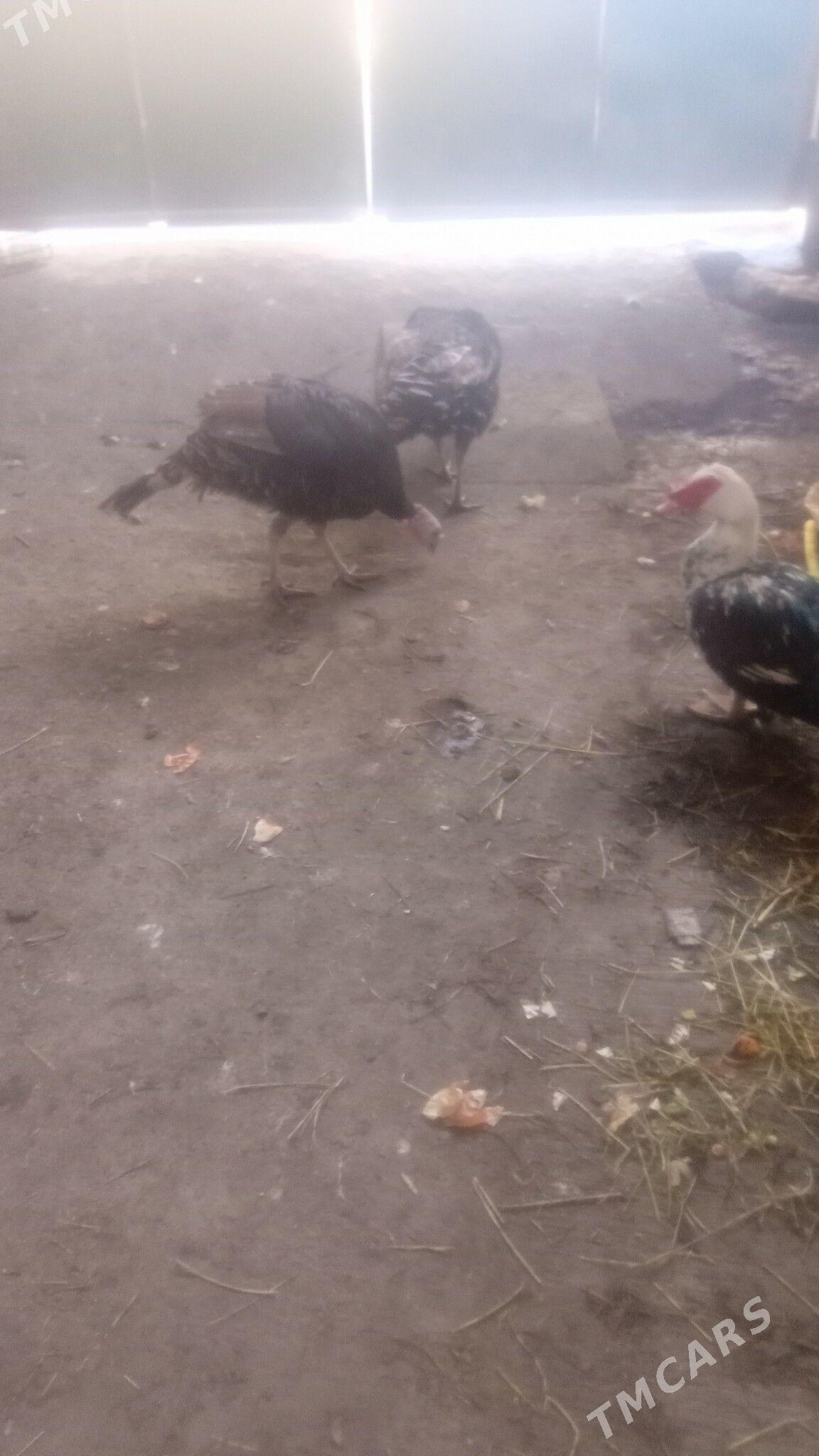 indýuk - Туркменабат - img 1