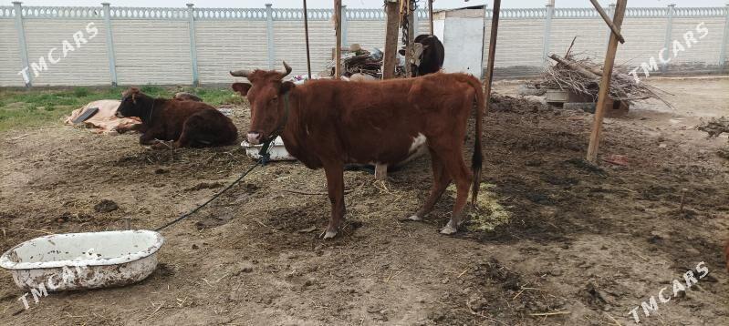 bogaz sygyr - Мары - img 1