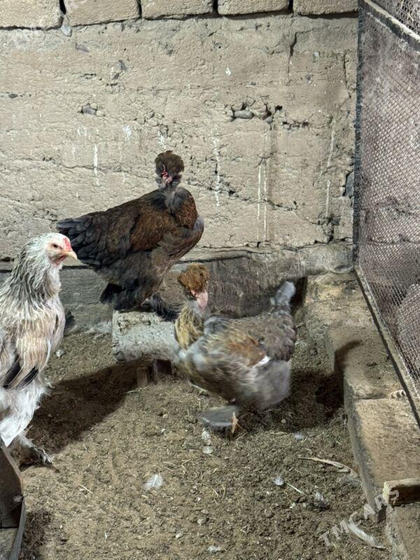 товук тройка - Мары - img 1