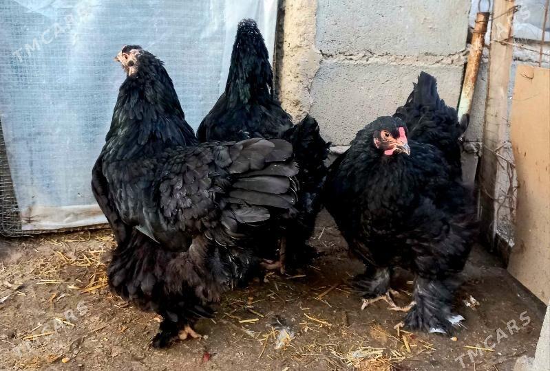 Brama gara makile - Balkanabat - img 1