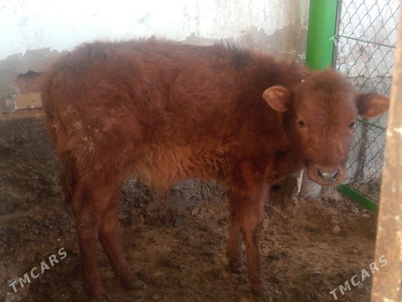 Okuz - Ашхабад - img 1